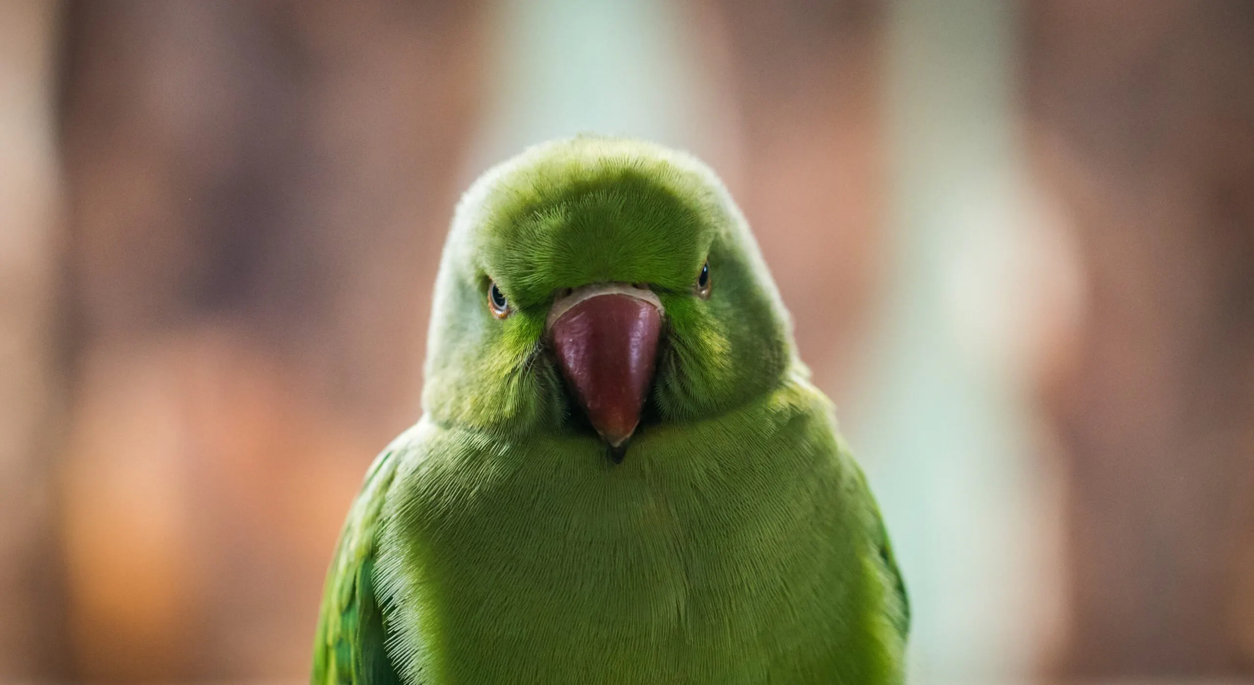 Ekamelev Adpsgy4JFIE unsplash