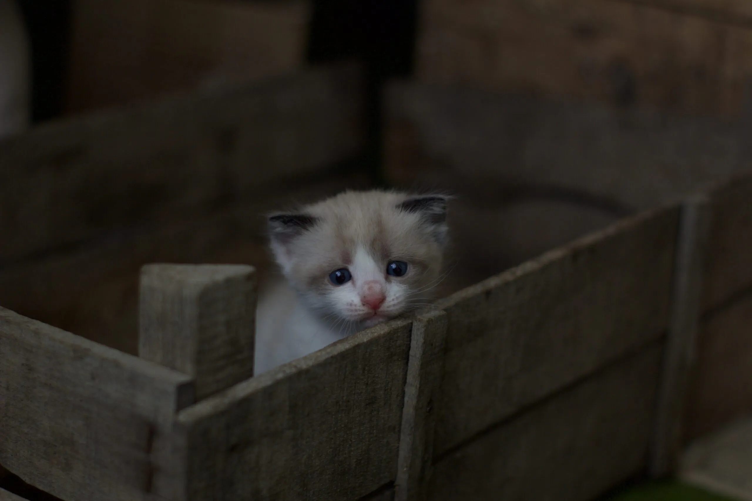 George bonev EcBBbfNpeYA unsplash